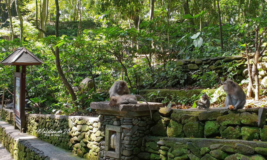 Monkey Forest Bali
