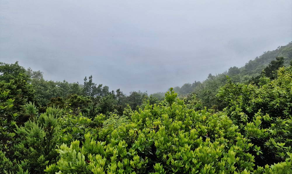 Mirador Vallehermoso con niebla La Gomera