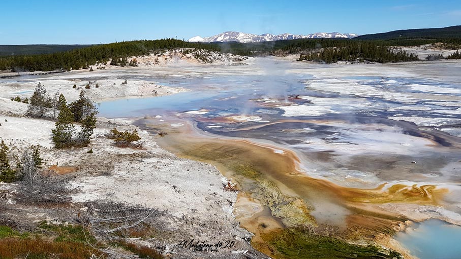 Yellowstone Norris Geyser Basin
