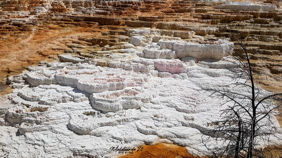 Yellowstone Lower Terraces