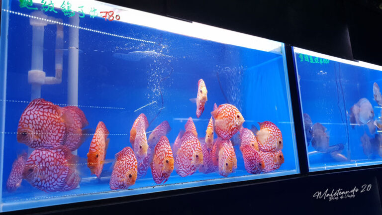 Hong Kong Mercados