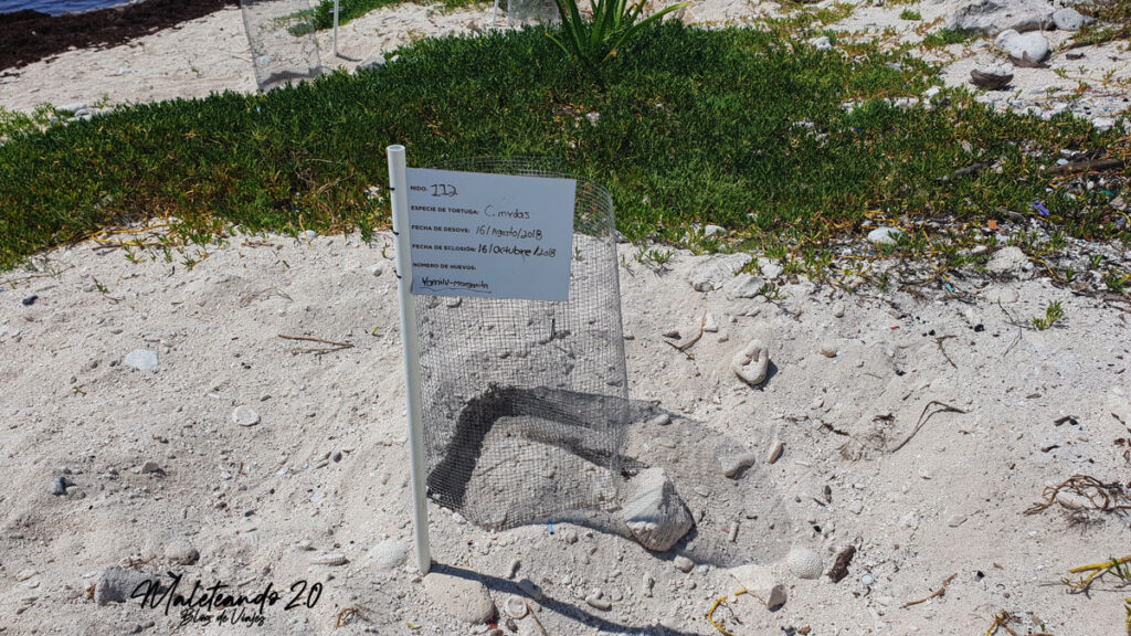 Gran Sirenis, Nido de tortuga Riviera Maya