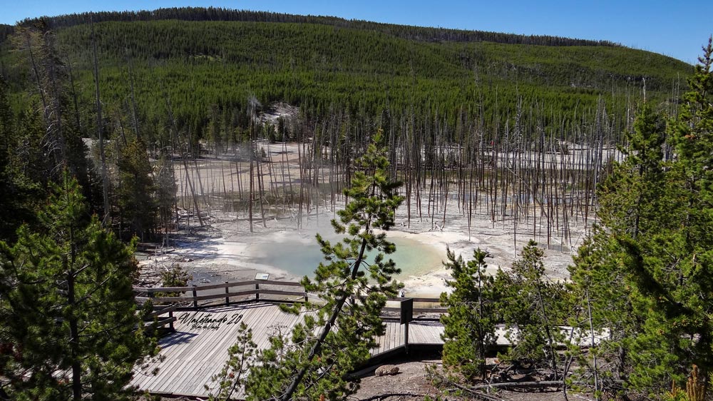 Yellowstone Norris Geyser Basin