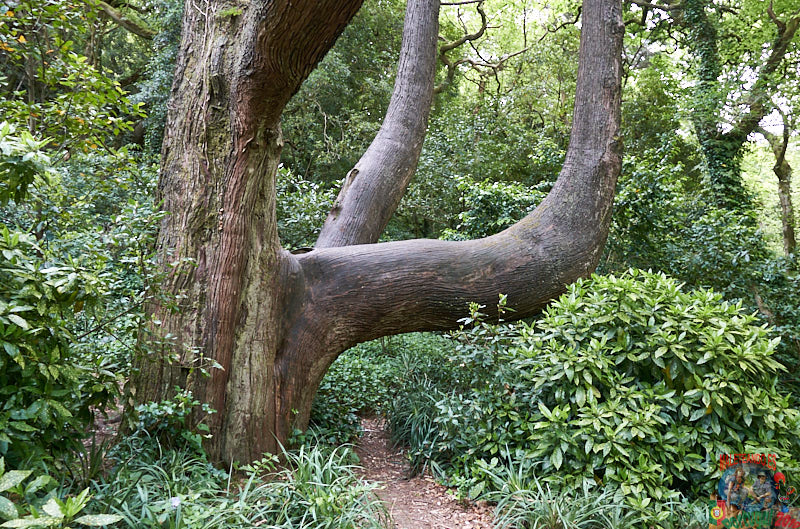 Jardines Palacio da Pena Sintra